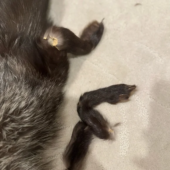 Vintage Fur animal cape/shawl - Picture 10 of 10